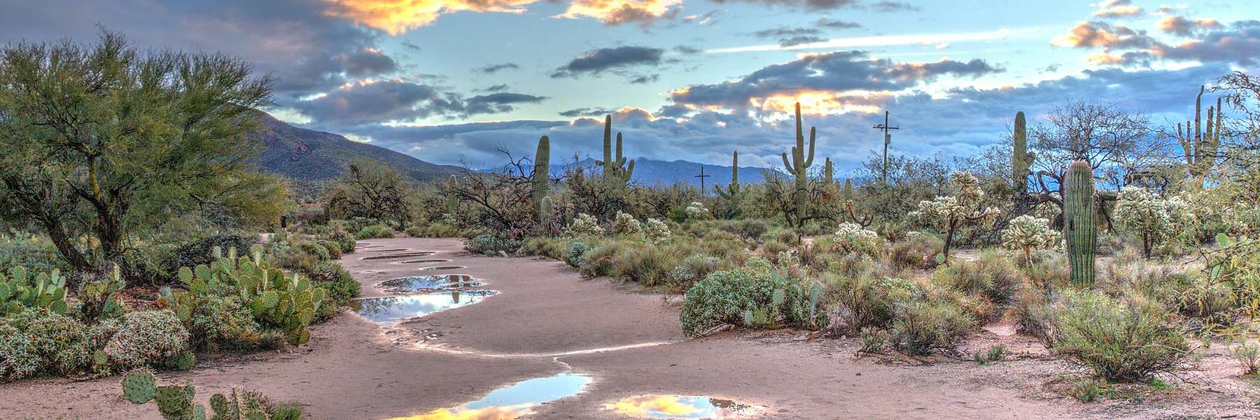 desert in scottsdale